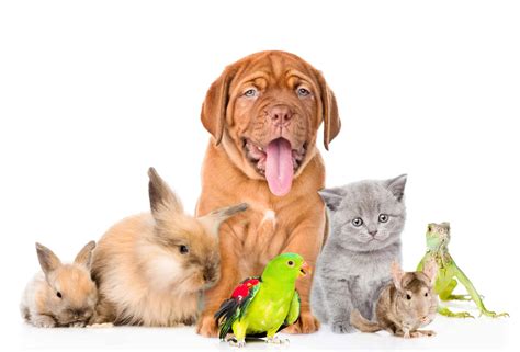 Where Can I Find Pet.